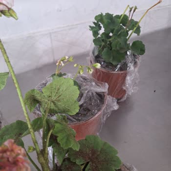 Bitkisatisi.com.tr Troya Çiçekçilik Mağduriyeti