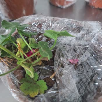 Bitkisatisi.com.tr Troya Çiçekçilik Mağduriyeti