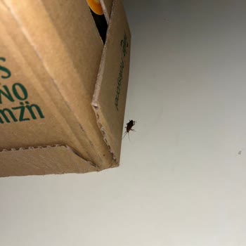 Boble Bubble Tea Emaar Square'de Hijyen Sorunu Ve Böcek Problemi