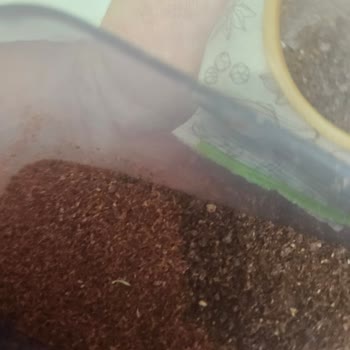 Bağdat Baharat Ürünlerinde Sürekli Değişen Kalite Sorunu