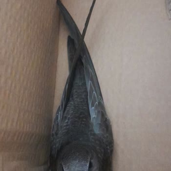 Veteriner Birimi Sadece Kedi Ve Köpekten Anlıyor, Diğer Hayvanlar İçin Çözüm Yok!