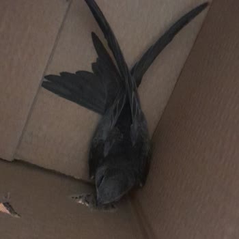 Veteriner Birimi Sadece Kedi Ve Köpekten Anlıyor, Diğer Hayvanlar İçin Çözüm Yok!