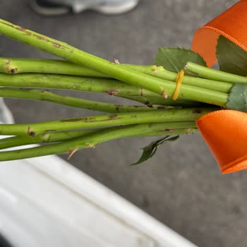 Soluk Ve Dikenli Çiçek Mağduriyeti Ücret İadesi Bekliyorum