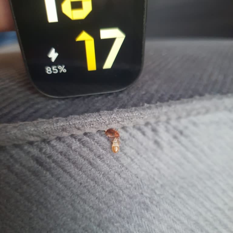 Üç Kez İlaçlama Yapıldı, Tahtakurusu Sorunu Çözülmedi Ve Firma İletişimi Kesti