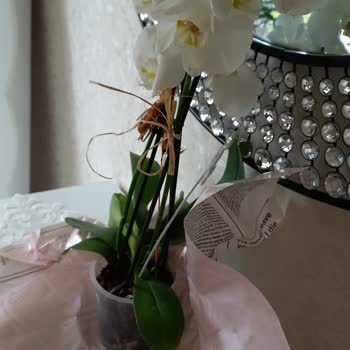 Görselden Farklı Orkide Ve Yetersiz Müşteri Hizmeti Sonucu Mağduriyet