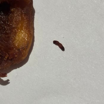 Aldığım Kuru Kayısının İçinden Kurt Benzeri Bir Şey Çıktı