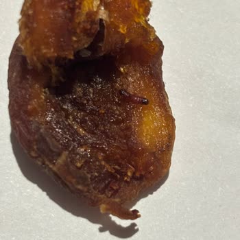 Aldığım Kuru Kayısının İçinden Kurt Benzeri Bir Şey Çıktı