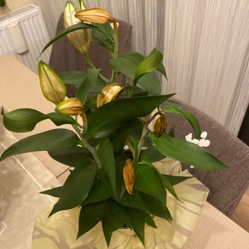 Açmayan Lilyumlar Ve Yanlış Saksı İçin İade Talebime Dönüş Yapılmadı