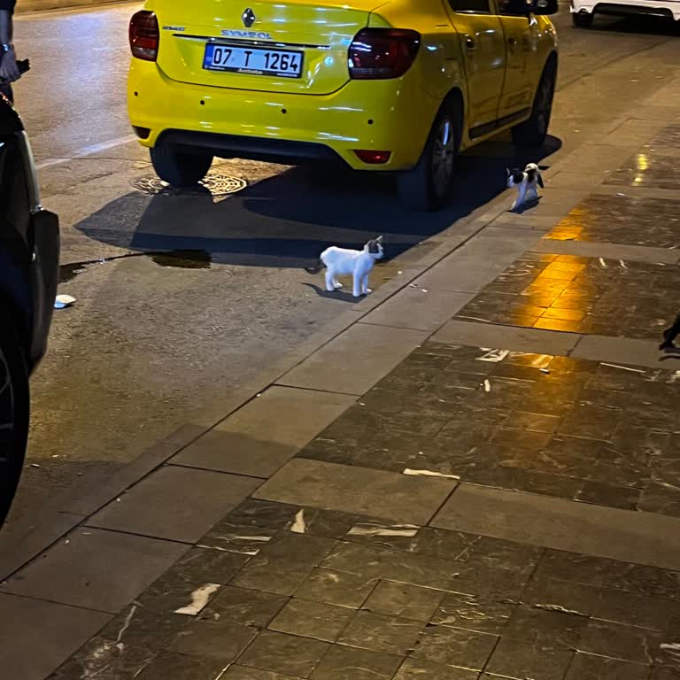 Şoför Yolcu Almayı Reddetti Sıra Bende Deyip TV İzledi