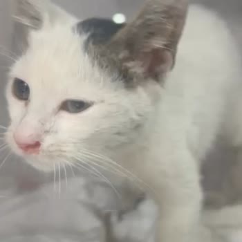 Palak Veteriner Kliniği'nde Hem Maddi Hem Manevi Olarak Mağdur Edildi