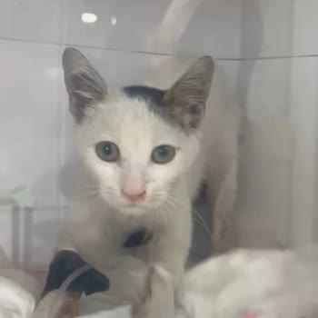 Palak Veteriner Kliniği'nde Hem Maddi Hem Manevi Olarak Mağdur Edildi