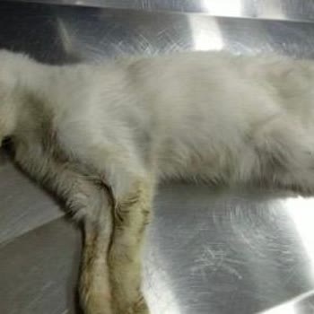 Palak Veteriner Kliniği'nde Hem Maddi Hem Manevi Olarak Mağdur Edildi