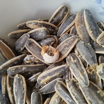 Satın Alınan Ay Çekirdeğinden Salyangoz Çıkması Nedeniyle Güven Kaybı Ve Mağduriyet