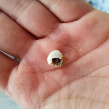 Satın Alınan Ay Çekirdeğinden Salyangoz Çıkması Nedeniyle Güven Kaybı Ve Mağduriyet