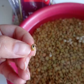 Her Alışverişte Böcekli Mercimek Sorunu: Denetim Ve Özür Bekliyorum