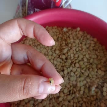 Her Alışverişte Böcekli Mercimek Sorunu: Denetim Ve Özür Bekliyorum