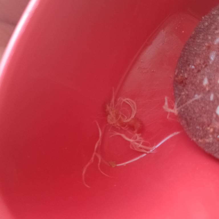 Piliç Sucukta Tekrar Eden Tüy Sorunu Ve Gıda Güvenliği Endişesi