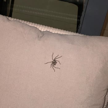 Campus Cyprus Yurdu: Gerçekler Ve Öğrenci Mağduriyeti