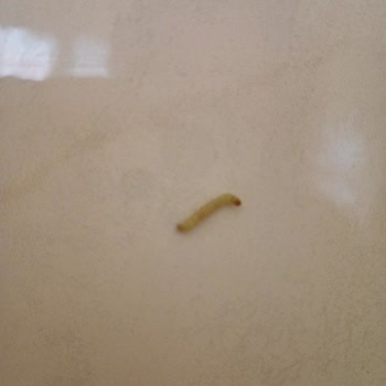 Şok Marketler Aynı Marketten Aldığım Un Tekrar Kurtlu Çıktı Hijyen Koşulları Çok Kötü