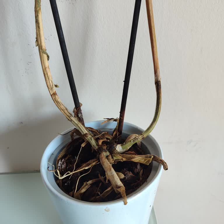 Aldığım Orkideler Kısa Sürede Kurudu, Müşteri Hizmetlerine Ulaşamıyorum