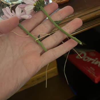 Solmuş Ve Kırık Çiçeklerle Özel Günüm Mahvoldu Çözüm Sunulmadı