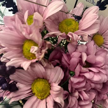 Solmuş Ve Kırık Çiçeklerle Özel Günüm Mahvoldu Çözüm Sunulmadı