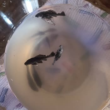 Siparişimde Ölü Balıklar Geldi Firma Çözüm Sunmadı