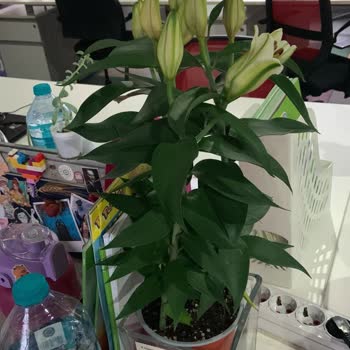 Aldığım Lilyum Çiçeği Tomurcukları Açmadan Soldu Ve Müşteri Hizmetlerinden Yanıt Alamadım