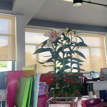 Aldığım Lilyum Çiçeği Tomurcukları Açmadan Soldu Ve Müşteri Hizmetlerinden Yanıt Alamadım