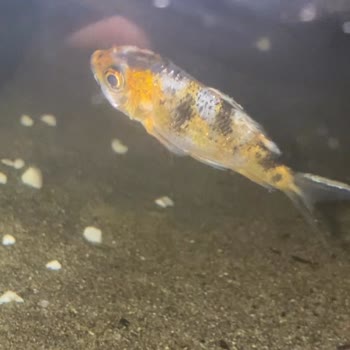 Canlıpetshop'tan Aldığım Tüm Balıklar Hastalıklı Çıktı Ve Öldü!