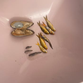 Canlıpetshop'tan Aldığım Tüm Balıklar Hastalıklı Çıktı Ve Öldü!