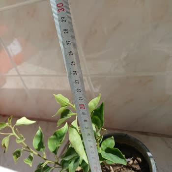 Bitkisatisi.com.tr Eksik Ve Yanlış Gönderilen Begonvil Siparişi İçin Çözüm Talebi