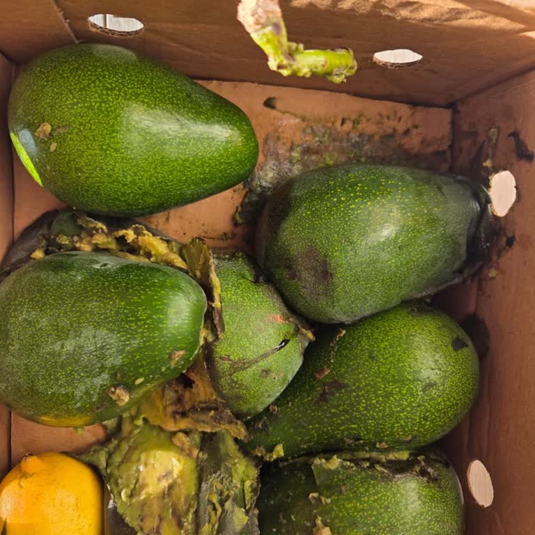 Tekrarlayan Ezilmiş Avokado Teslimatı Ve İlgisiz Müşteri Hizmeti