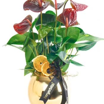 Heryerbitki Yanlış ve Kalitesiz Çiçek Gönderimi Nedeniyle Yaşanan Mağduriyet