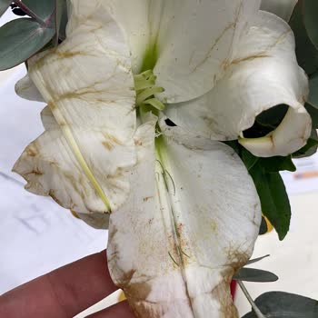 Çiçek Sepetinden Gelen Çiçekler Solmuş Ve Taze Değildi