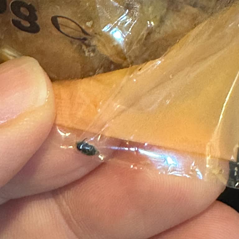 Aldığım Ekmeğin İçinden Böcek Çıktı, Sağlığımız Tehlikeye Girdi