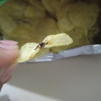 Aldığım Cipsin İçinden Böcek Çıktı, Markadan Dönüş Bekliyorum