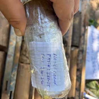 Kargo Karışıklığıyla Kaybolan Numune: Maddi Ve İş Kaybı