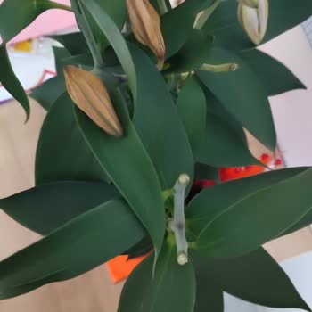 Gönderilen Çiçek Siparişi Görsele Uymadı Ve Kısa Sürede Soldu