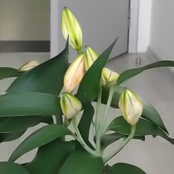 Gönderilen Çiçek Siparişi Görsele Uymadı Ve Kısa Sürede Soldu