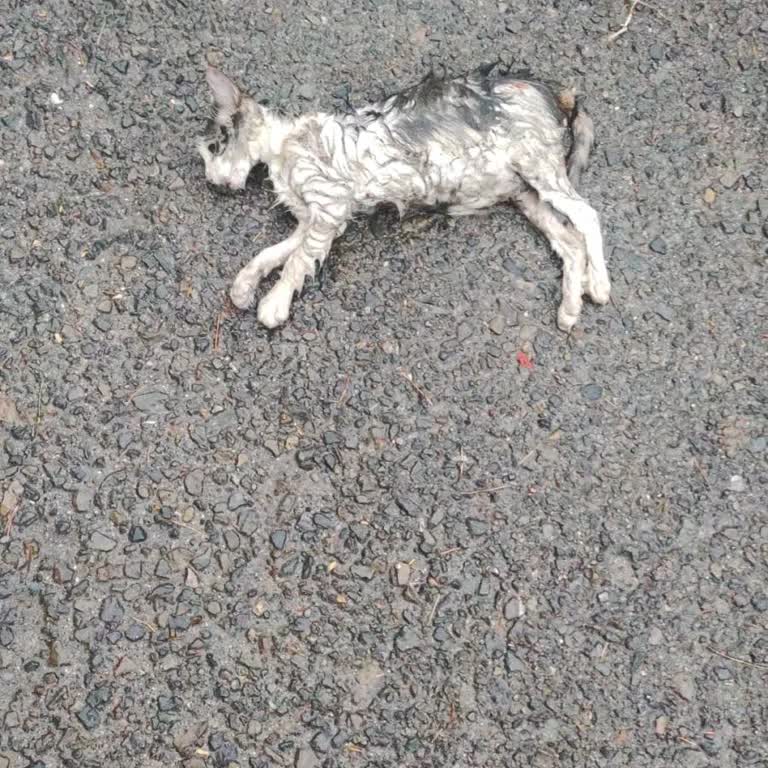 Maltepe Belediyesi Aydınevler Mahallesinde Tehlikeli Köpek Geceleri Korku Yaratıyor