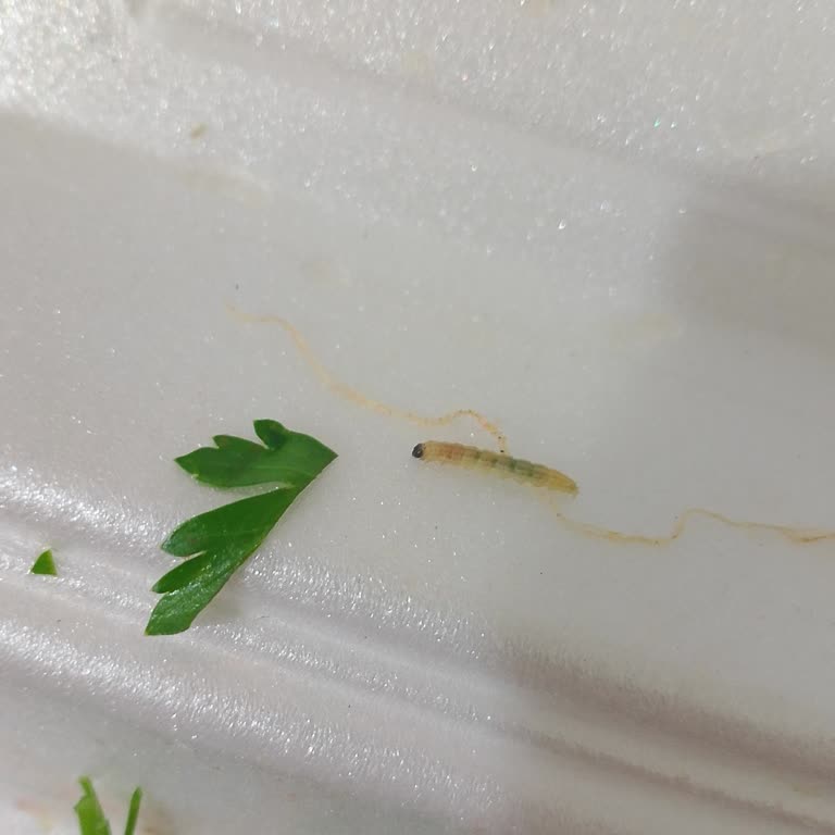 Siparişimde Kurt Ve Kıl Çıktı, Hijyen Sorunu Yaşadım Destek Alamadım