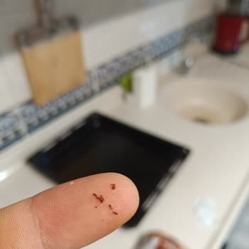 Kapalı Ambalajda Kurtlanmış Keçiboynuzu Satışı Ve Dikkatsizlik