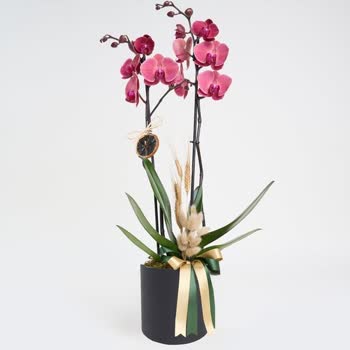 Çiçek Sepeti Siparişim Geç Teslim Edildi Ve Orkide Kalitesiz Çıktı