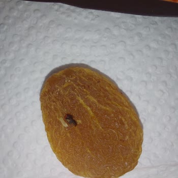 Aldığım Kuru Kayısı Kurtlanmış Ve Bozuk Çıktı