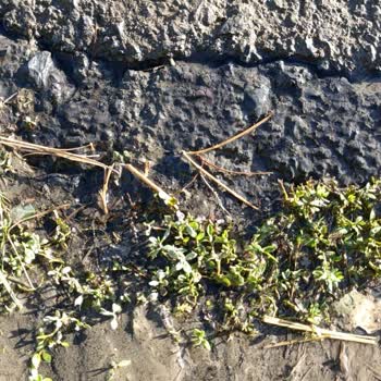 Kars Belediyesi'nin Su Patlağına Müdahale Etmemesi Mağduriyet Yaratıyor