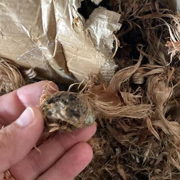 Bozuk Ürün, İptal Edilmeyen Sipariş Ve Yapılmayan Para İadesi Nedeniyle Mağduriyet