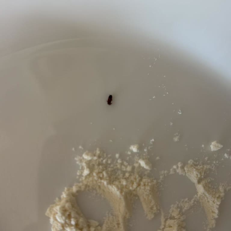 Organik Unun İçinden Böcek Çıkması Nedeniyle Sağlık Endişesi Ve Çözüm Talebi