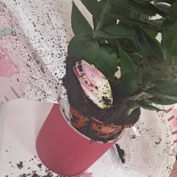 Hızlı Çiçek Tüm Çiçeklerin Dalından Koparak Döküldüğünü, Toprağın Büyük Kısmının Dağılmış