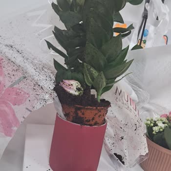 Hızlı Çiçek Tüm Çiçeklerin Dalından Koparak Döküldüğünü, Toprağın Büyük Kısmının Dağılmış